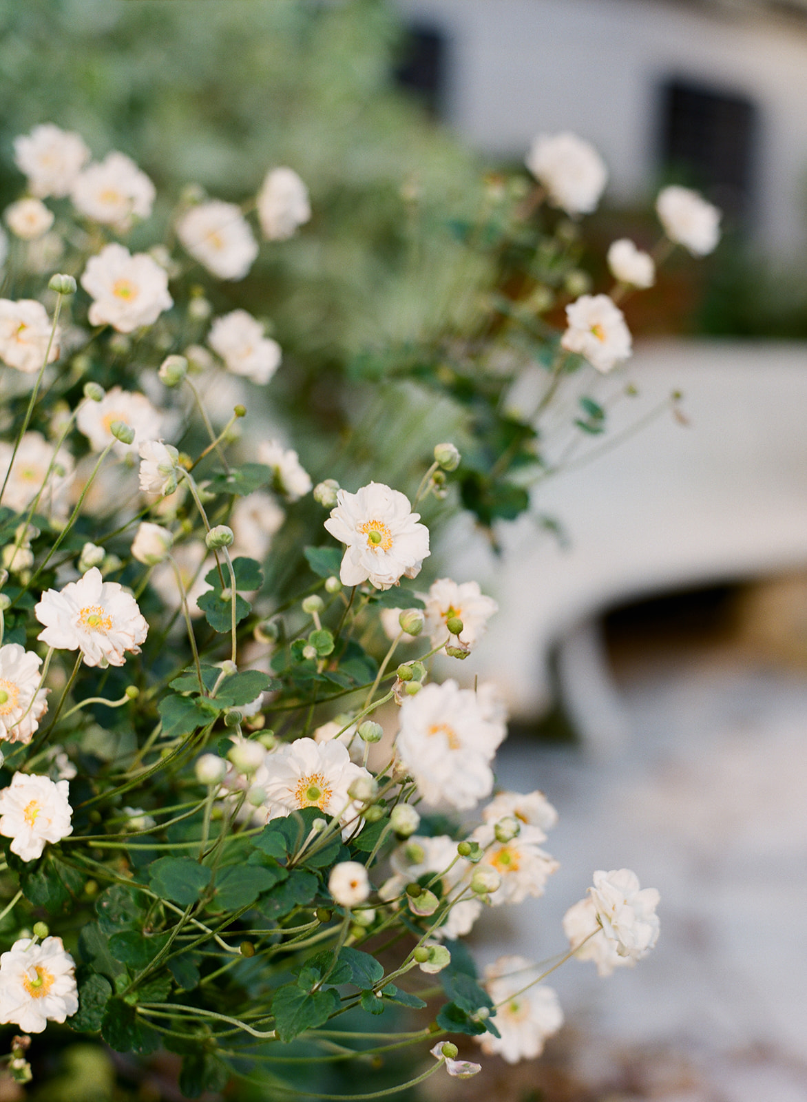 NYC Wedding Photographer Columbia University Engagement Session